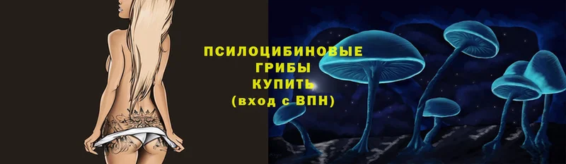 купить закладку  Бородино  Псилоцибиновые грибы Psilocybine cubensis 